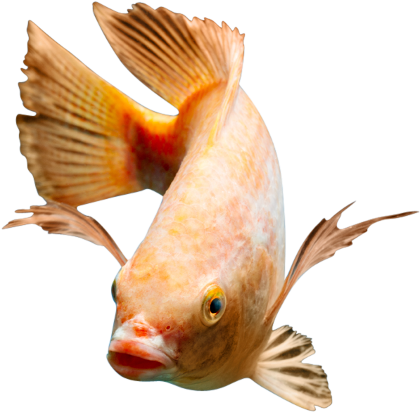 Red Nile Tilapia Fingerlings - Nile Tilapia (672x672), Png Download