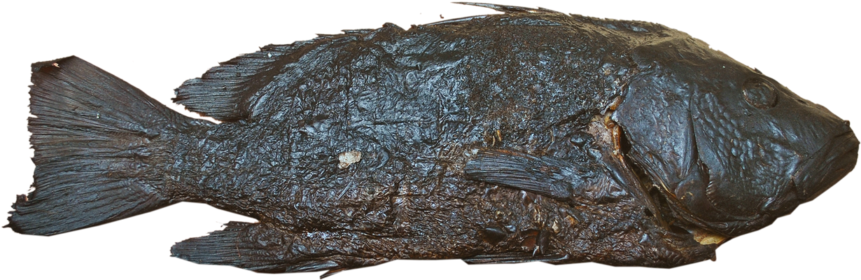 Tilapia Fish - Gulf Flounder (1440x576), Png Download