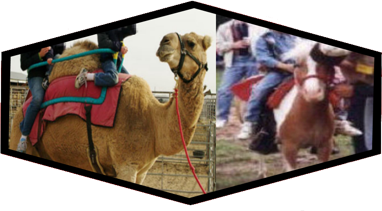 Camel And Pony Rides - Arabian Camel (800x441), Png Download