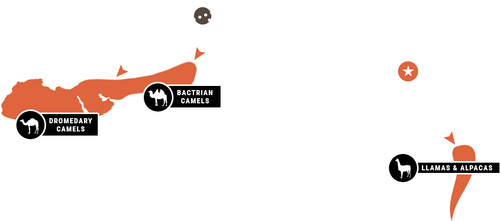 Today Camels Are Extinct Except For Parts Of Asia, - Graphic Design (1059x608), Png Download