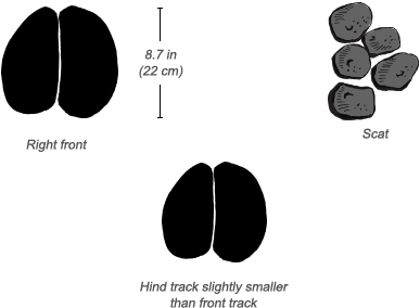 Camel Tracks - Diagram (484x326), Png Download