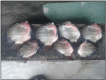 Tilapia Guineensis - - Tilapia Guineensis (850x275), Png Download