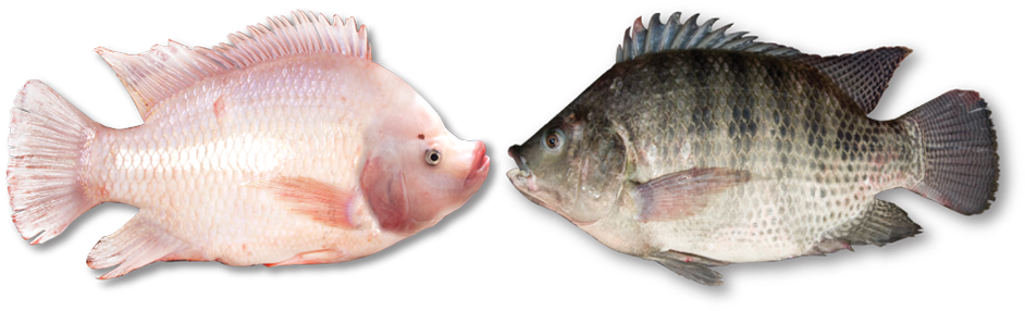 Msf Chooses Only The Best Quality Feed Specially Formulated - Red Snapper (970x302), Png Download