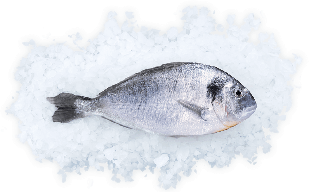 The Overall Impression - Fish (1074x686), Png Download