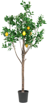 Plant Lemon Tree 210cm - Palm Trees (360x360), Png Download