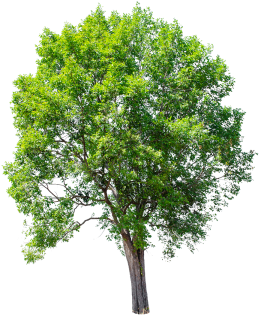 Isolated Tree On White Background - White Walnut (360x360), Png Download