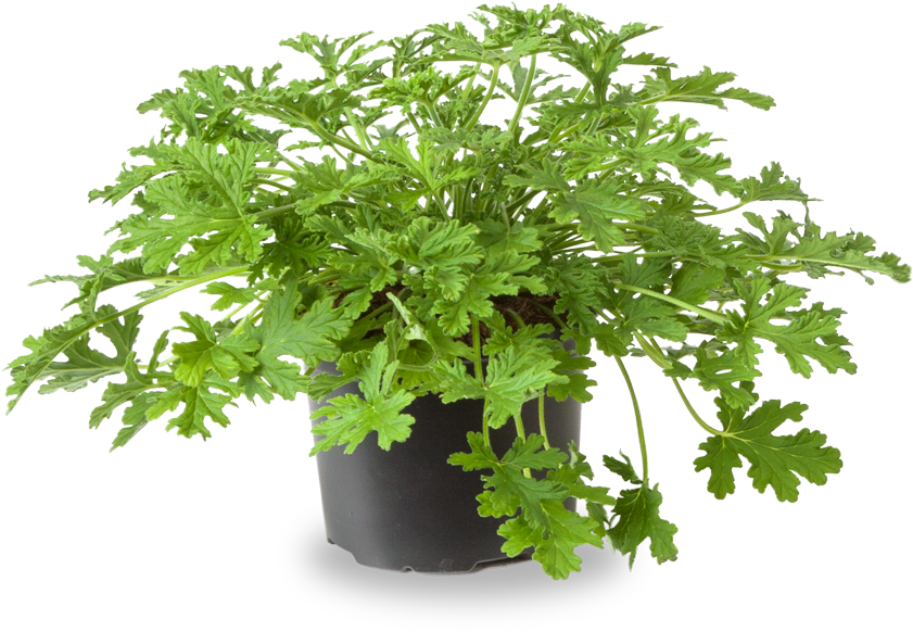 Mosquito Fighter - Pelargonium Graveolens In Pot (870x600), Png Download