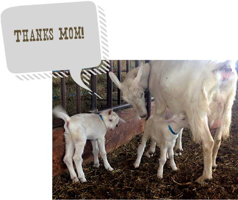 Drake Family Farms Cheeses Are “farmstead” (i - Beware The Band Moms Tile Coaster (478x401), Png Download