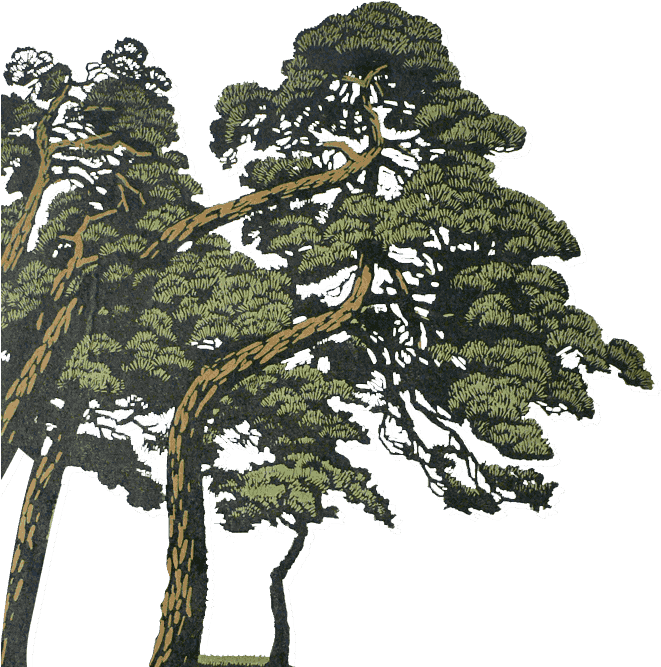 Dprk Tours - Shortleaf Black Spruce (1536x666), Png Download