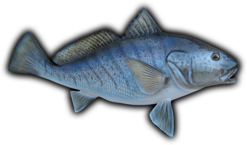 Croaker Fish Mount - Cat Fish (800x471), Png Download