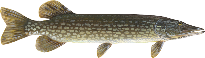 Walleye Northern Pike - Northern Pike Fish Png (717x203), Png Download
