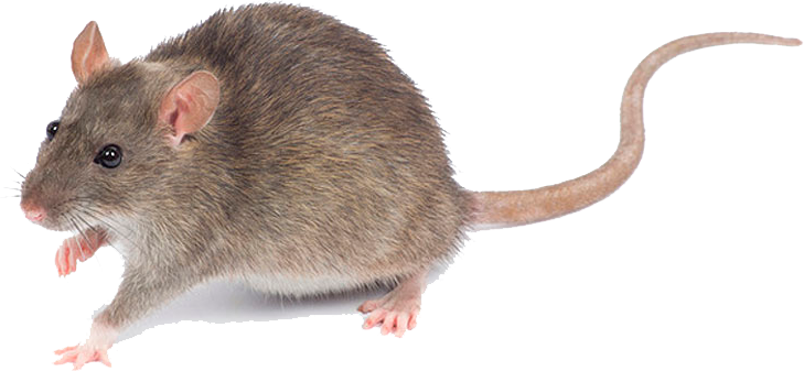 Rata Parda Peque - Roof Rats Australia (729x337), Png Download