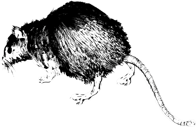 Blog (800x538), Png Download