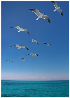 Various Seagulls Flying Over A Blue Sea Poster • Pixers® - Flock (400x400), Png Download
