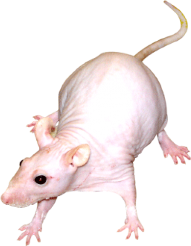 Rat (500x500), Png Download