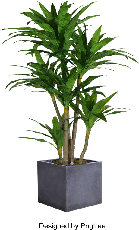 Plant, Gardening, Flower Pot Png And Psd - Psd (800x800), Png Download