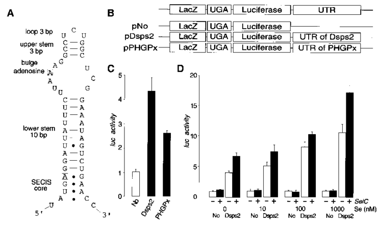 3′utr-dependent Readthrough Of Uga In Drosophila Tissue - Diagram (850x449), Png Download