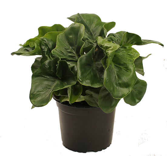 Philodendron Atom - Wellington (550x550), Png Download