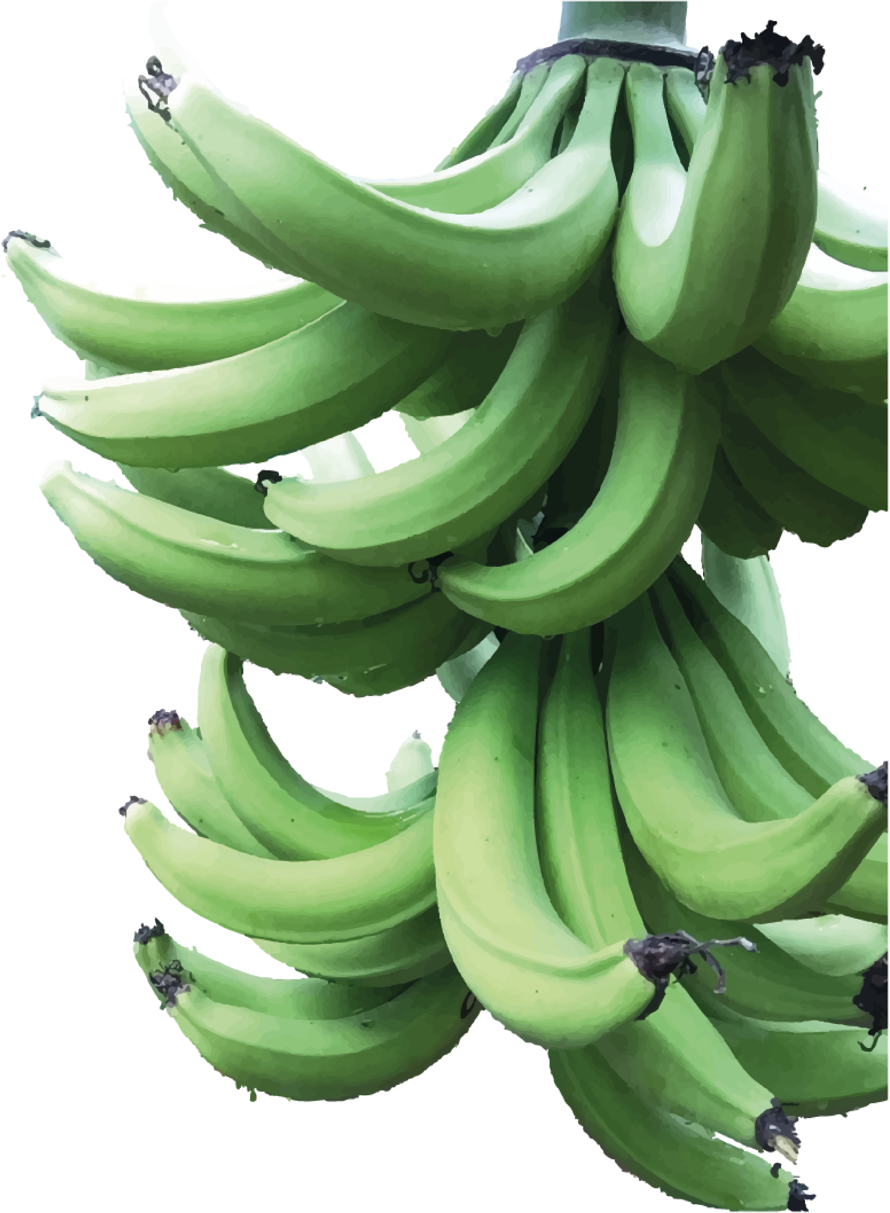 Plantain - Matoke (2999x4088), Png Download
