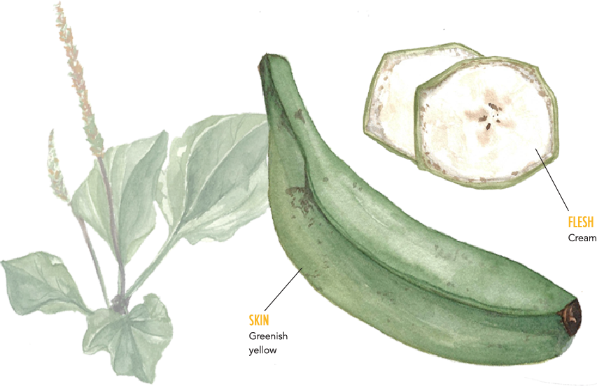 Plantain - Banana (853x552), Png Download