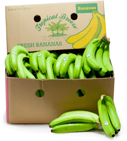 Green Plantain Png - Saba Banana (440x475), Png Download
