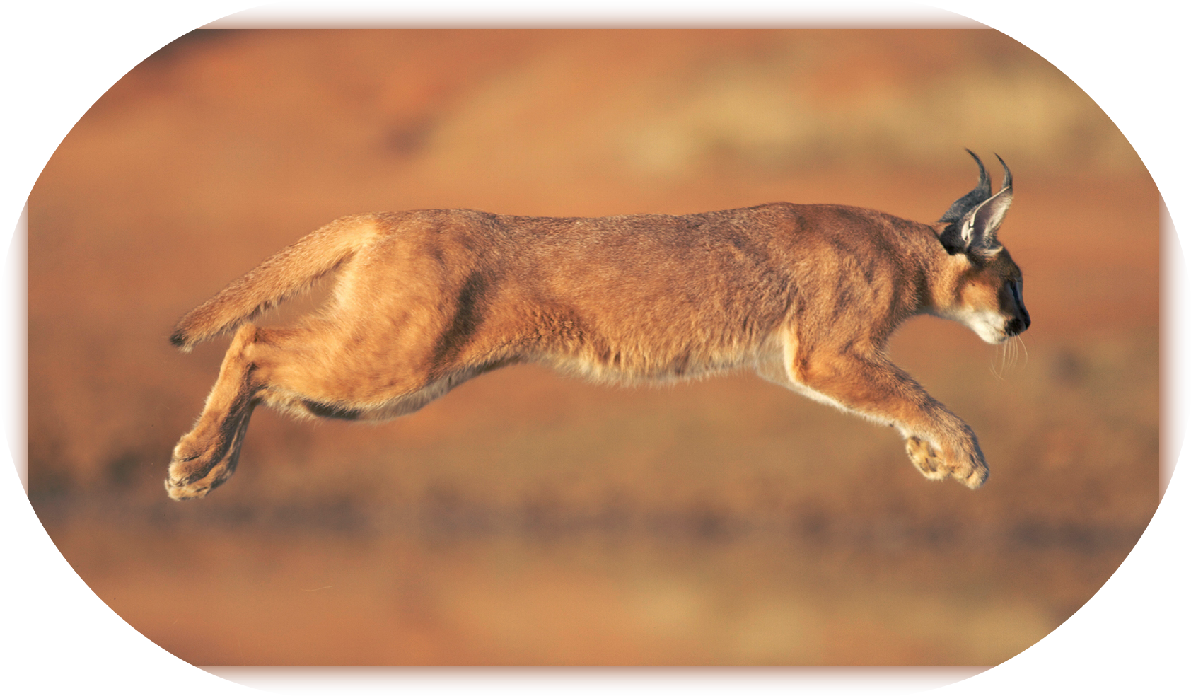 Caracal-run - Caracal Animal (1696x996), Png Download