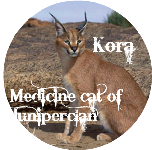Caracal Kora - Caracal (491x311), Png Download