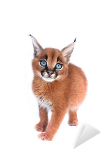 Caracal (400x400), Png Download