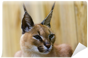 Wildcat (400x400), Png Download