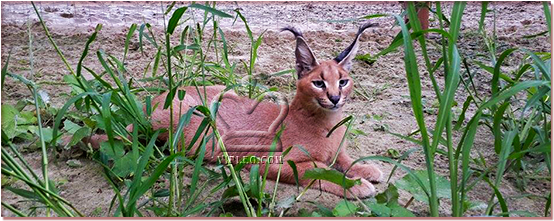 Selling A Kitten Caracal - Caracal (570x236), Png Download