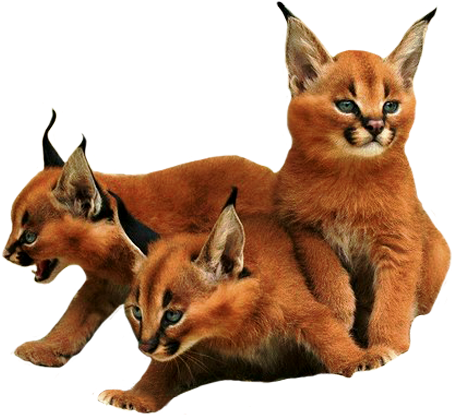 Three Caracal Kittens Smoke Transparent Animals Tumblr - Caracal Kitten Te Koop (480x416), Png Download