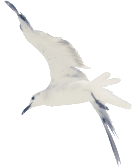 Taylor Swift 1989 Bird (467x592), Png Download