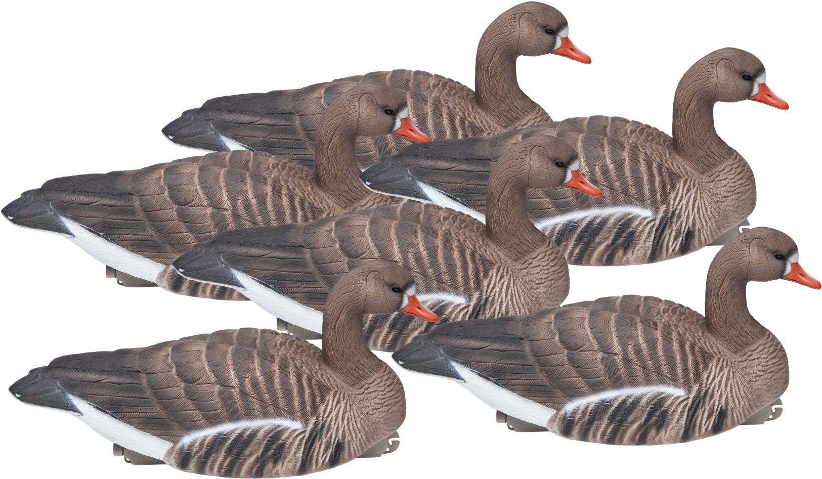 Floating Standard Size Six Pack Of Speckle Bellies - Goose (2048x1545), Png Download