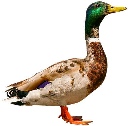 Duck (640x474), Png Download