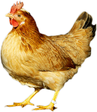 Link To Slide Prev - Gallina (650x400), Png Download