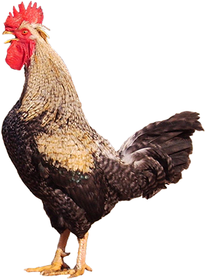 Bienvenidos/as A La Web De La Gallina Del Sobrarbe - Gallina Del Sobrarbe (650x400), Png Download