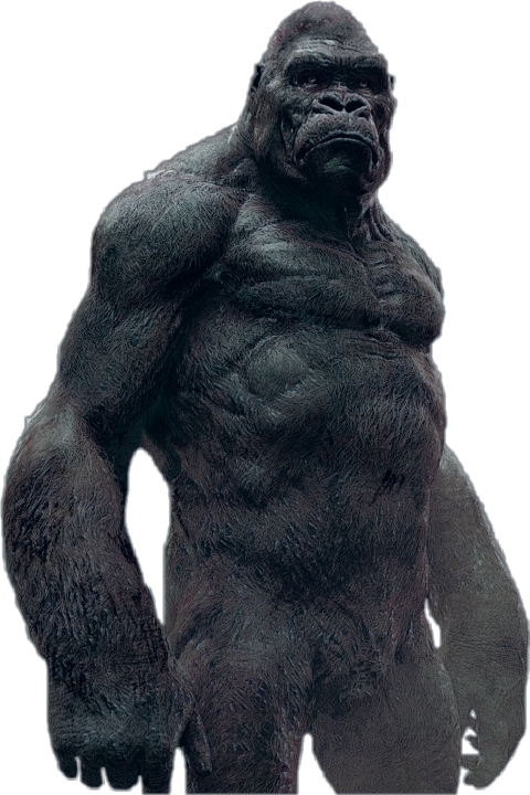 Gorilla Png (480x720), Png Download