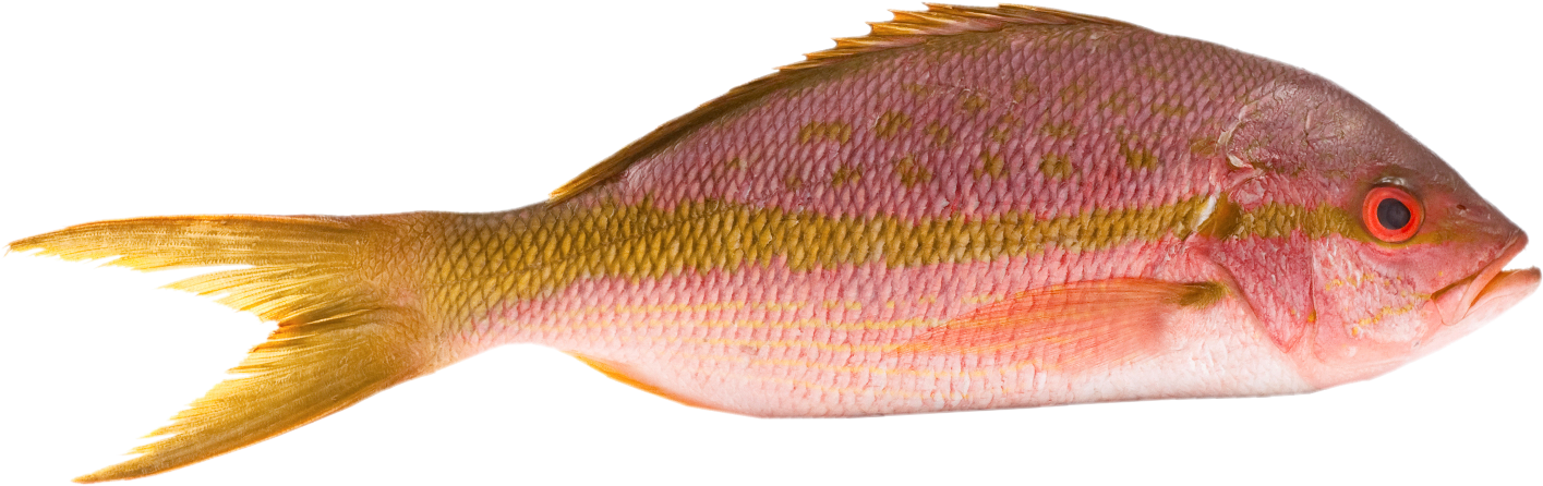 Snapper, Yellow Tail - Pickerel (1422x478), Png Download
