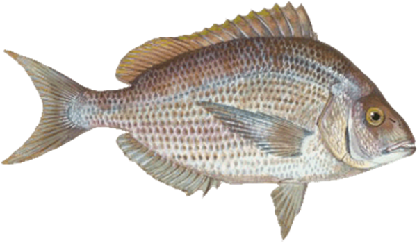 In Fact, Porgy Is Often Referred To As A “pan Fish,” (600x350), Png Download