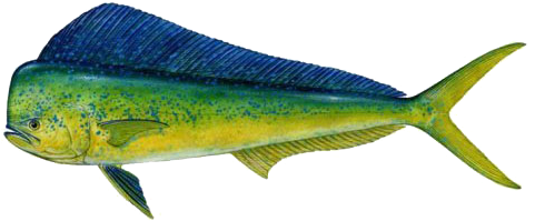 Mahi-mahi - Dolphin Fish (500x325), Png Download