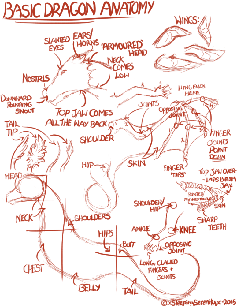 Clip Transparent Library Basic Dragon By Xsleepingserenityx - Anatomic Drawings Of Dragons (787x1014), Png Download