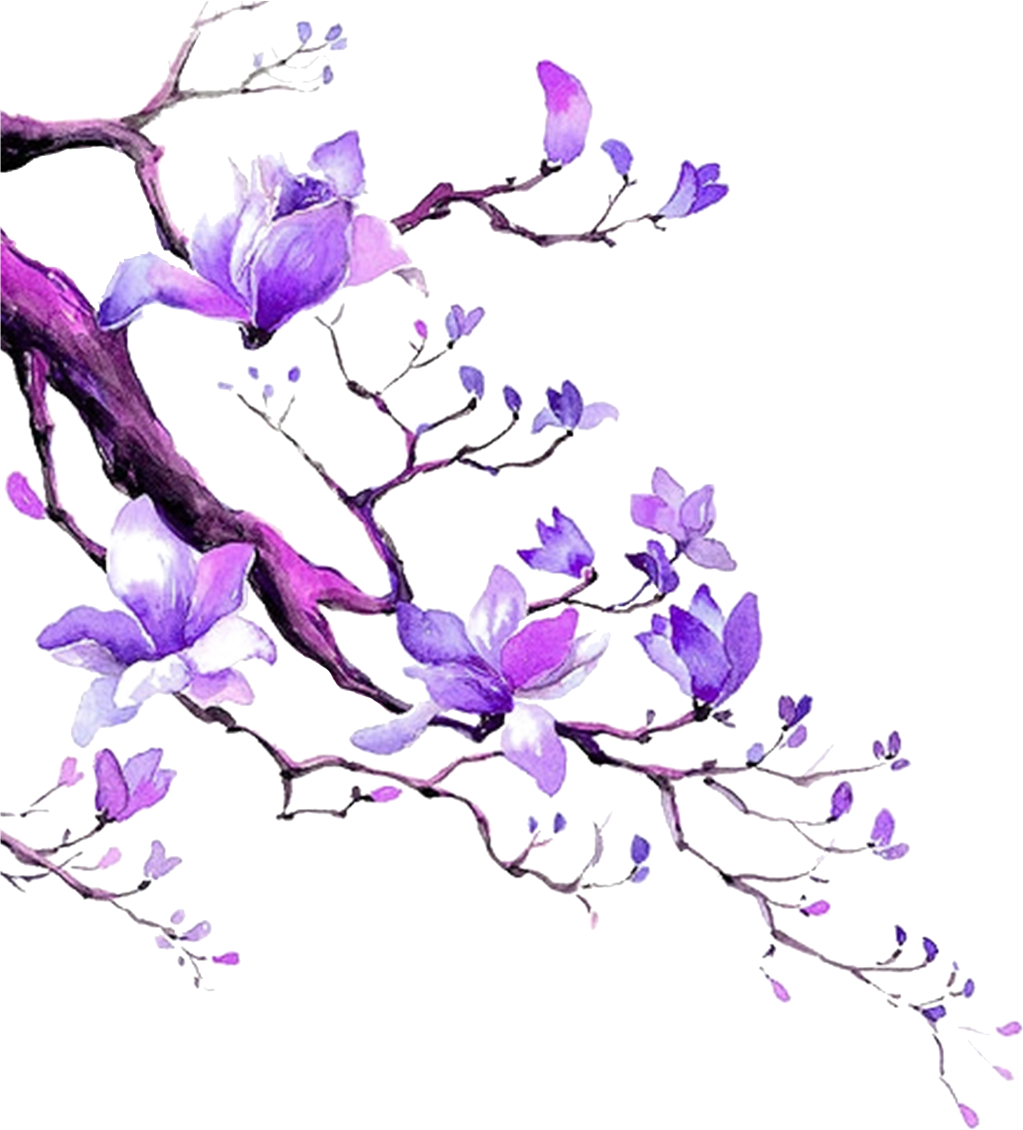 El Algodón Púrpura En Las Ramas - Illustration (2119x2403), Png Download