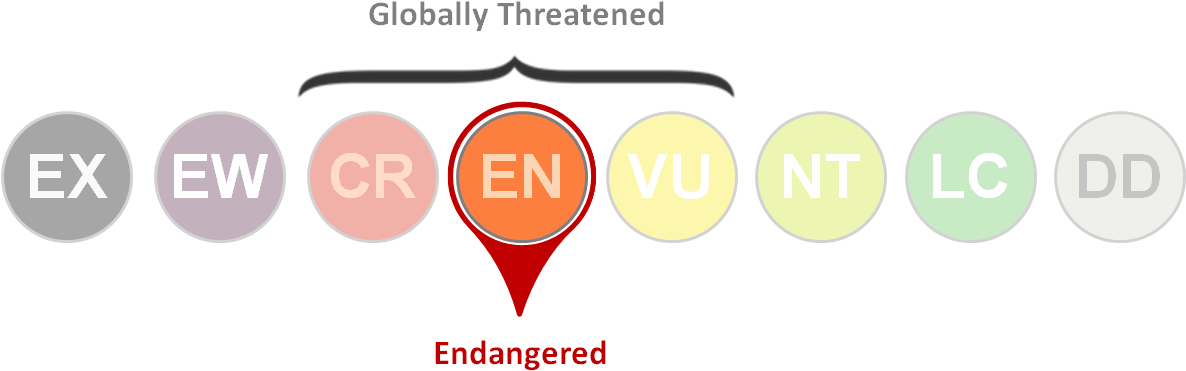 Endangered Status (1203x429), Png Download