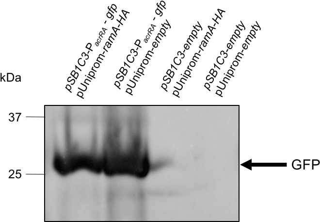 T Dundee Results9 - Monochrome (739x528), Png Download