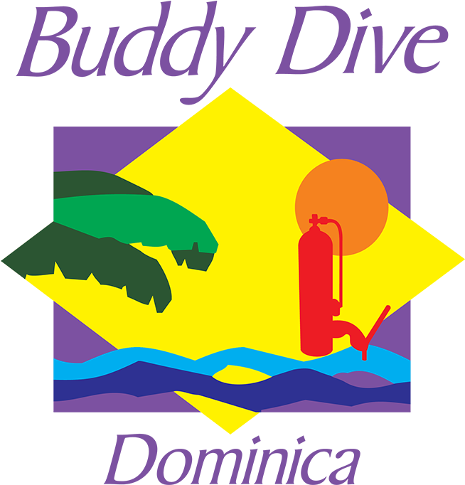 As Difficult As It Is, Buddy Dive Has Come To Terms - Bonaire Buddy Dive Resort (1024x681), Png Download