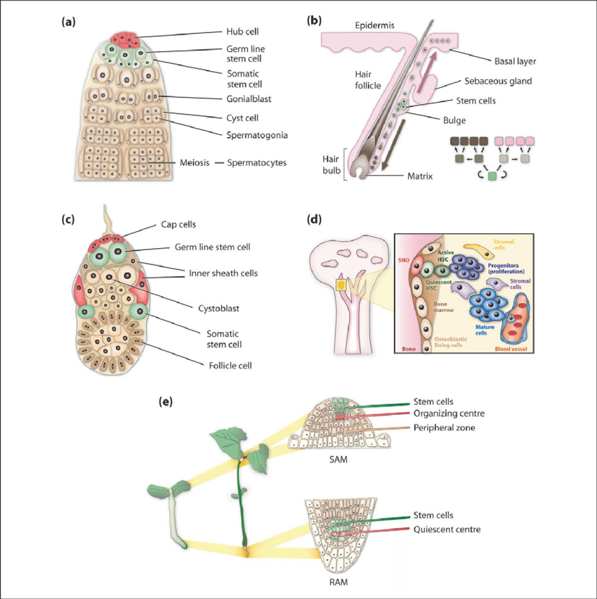 Examples Of Animal And Plant Stem Cell Niches - Plant Stem Cell (850x852), Png Download