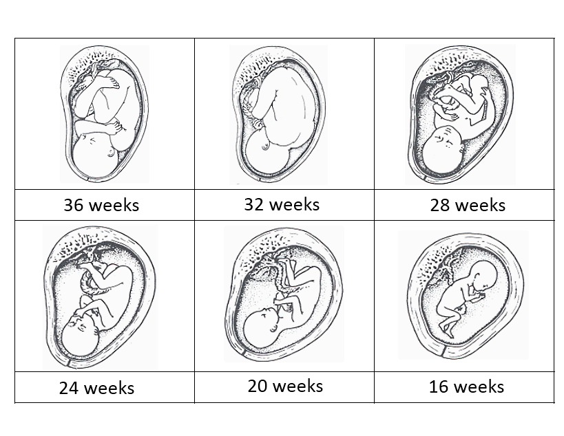 Parts Of The Womb And Baby Development Cards - Baby In Tummy Colouring (819x634), Png Download