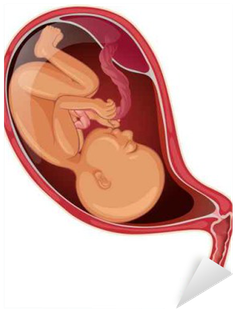Cartoon Baby In Womb (400x400), Png Download