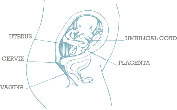 Half Way Through - Womb 20 Week Pregnancy (596x372), Png Download