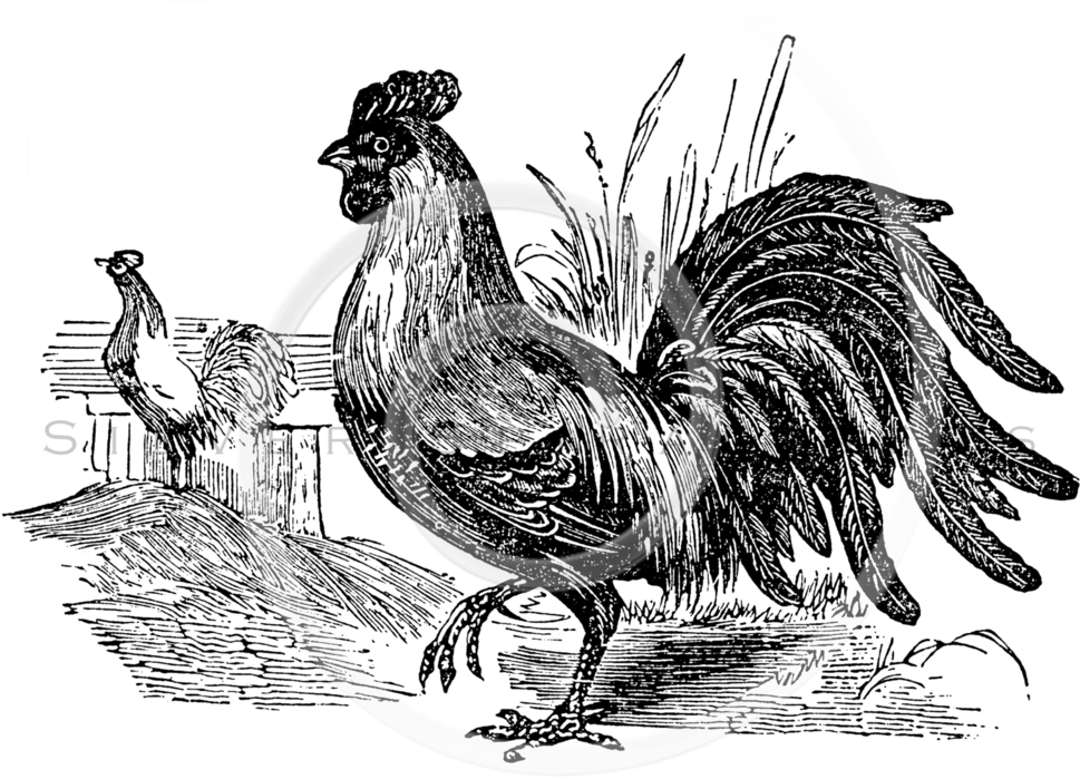 Vintage Rooster (1024x713), Png Download